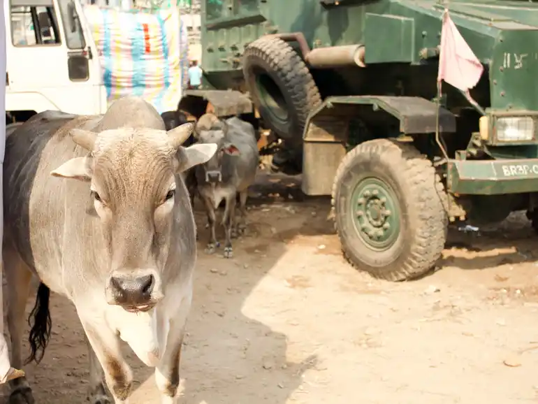 Two Cows and a large truck in the background