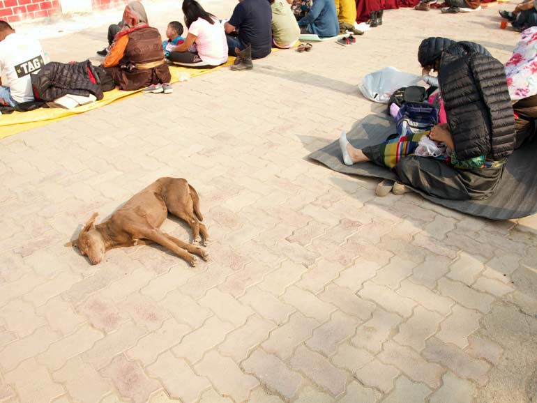 A dog sleeping in the sun.