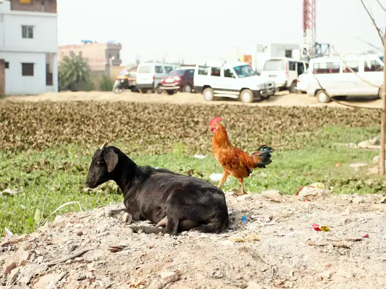 A goat and chicken relaxing