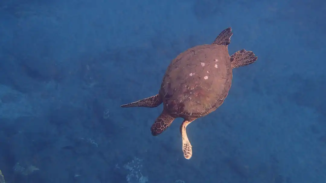 Maui Sea Turtle swimming in ocean off the coast of Maui, Hawaii