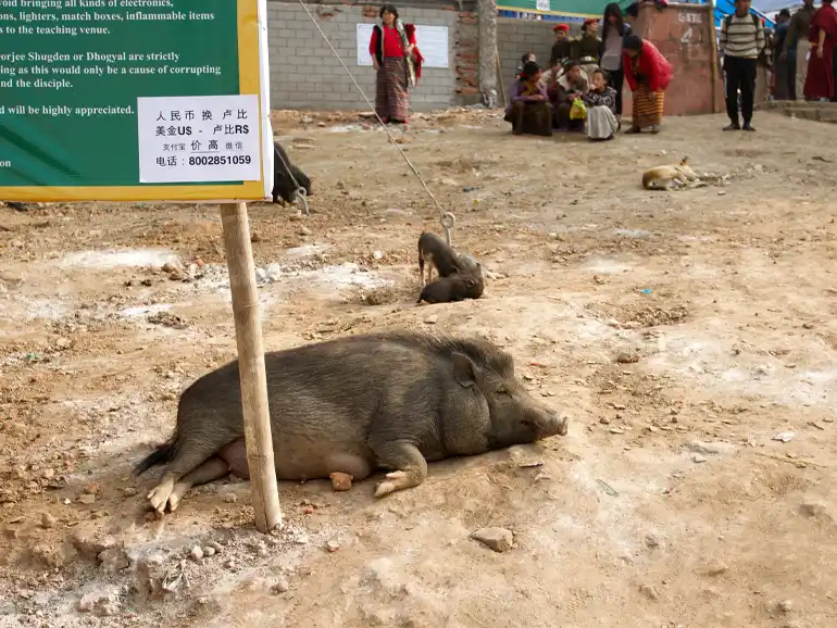 Pigs sleeping in the sun.