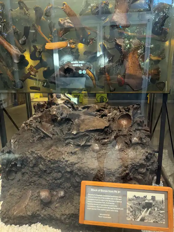 A block of bones on display at the La Brea Tar Pit Museum
