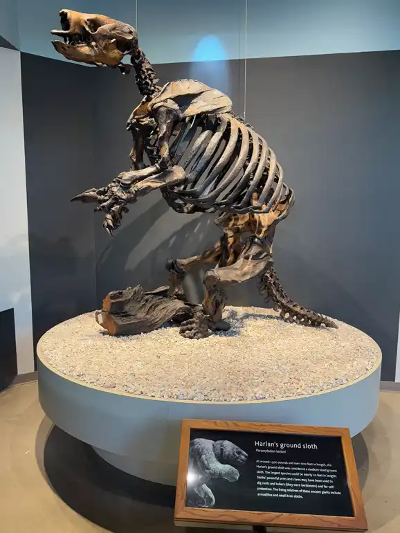 Harlans Ground Sloth Skeleton at the La Brea Tar Pits Museum