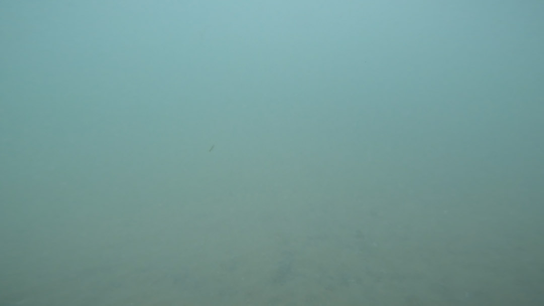 The view of the murky ocean