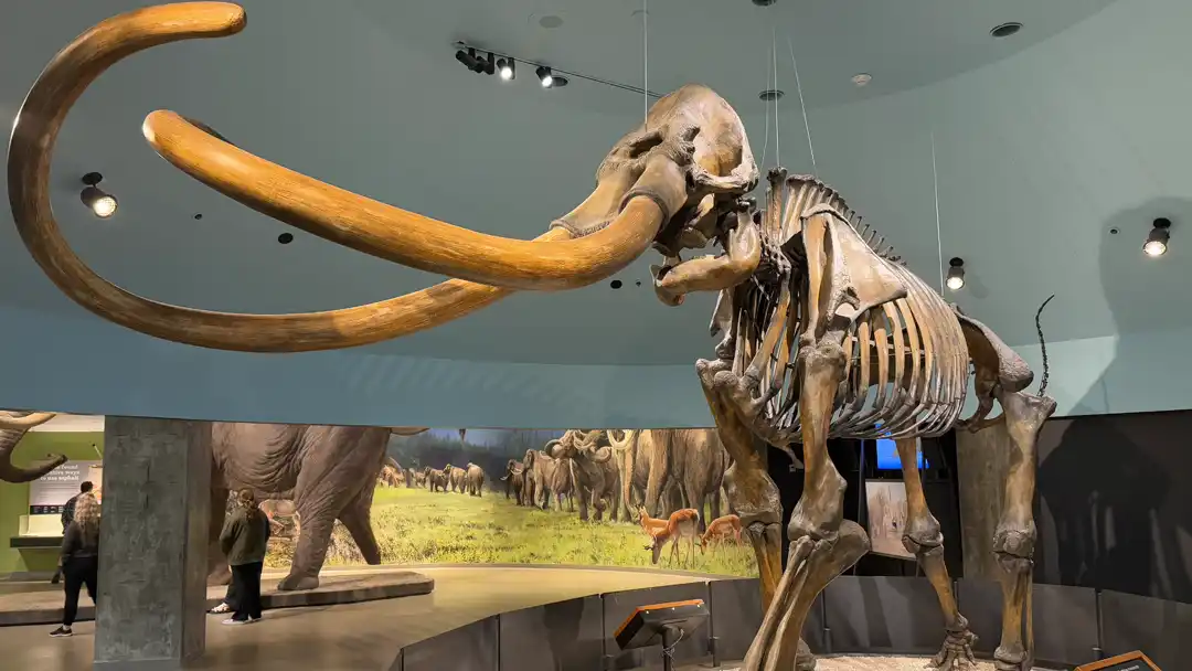 A Columbian Mammoth discovered in the la brea tar pits